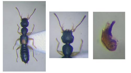 Réf. 356 036 : Astenus sp.